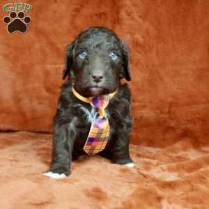 Sear, Mini Golden Mountain Doodle Puppy