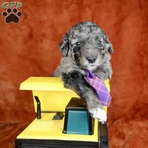 Remote, Mini Golden Mountain Doodle Puppy