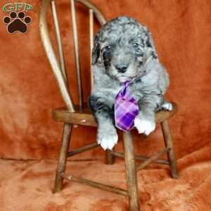 Remote, Mini Golden Mountain Doodle Puppy