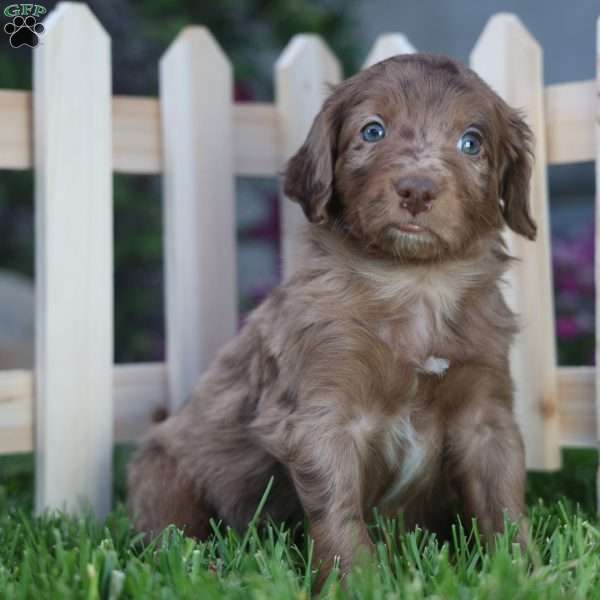 Punster, Mini Golden Mountain Doodle Puppy