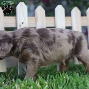 Punster, Mini Golden Mountain Doodle Puppy