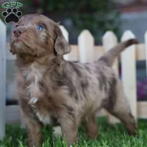 Punster, Mini Golden Mountain Doodle Puppy