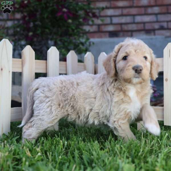 Valor, Mini Golden Mountain Doodle Puppy