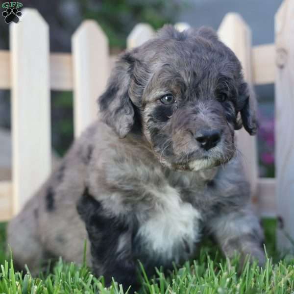 Remote, Mini Golden Mountain Doodle Puppy