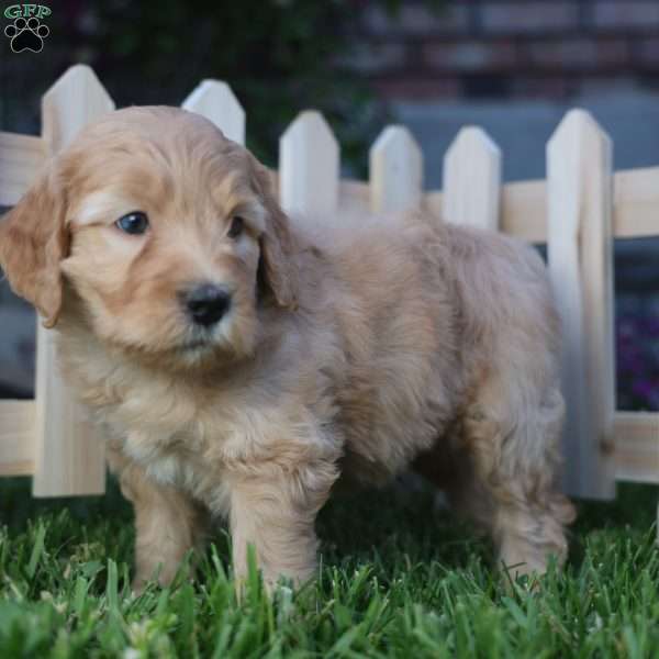 Recliner, Mini Golden Mountain Doodle Puppy