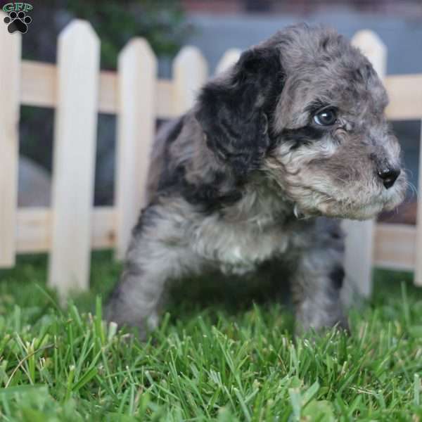 Fender, Mini Golden Mountain Doodle Puppy