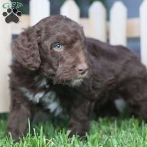Sear, Mini Golden Mountain Doodle Puppy