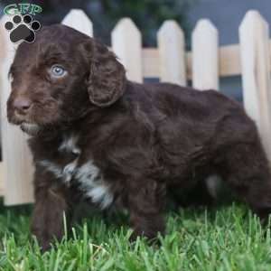 Sear, Mini Golden Mountain Doodle Puppy