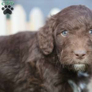 Sear, Mini Golden Mountain Doodle Puppy