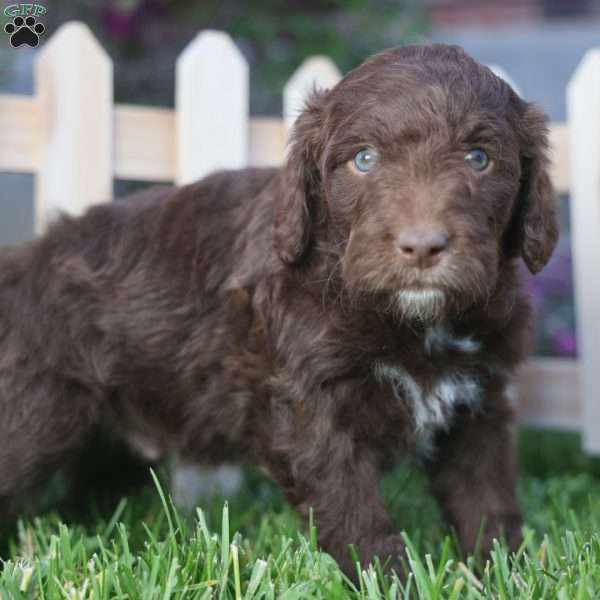 Sear, Mini Golden Mountain Doodle Puppy