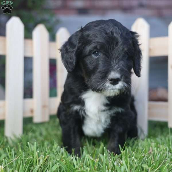 Grill, Mini Golden Mountain Doodle Puppy