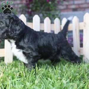 Grill, Mini Golden Mountain Doodle Puppy