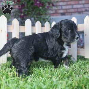 Grill, Mini Golden Mountain Doodle Puppy