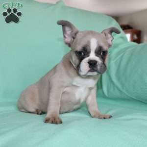Regina, French Bulldog Puppy