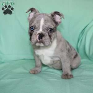 Rover, French Bulldog Puppy
