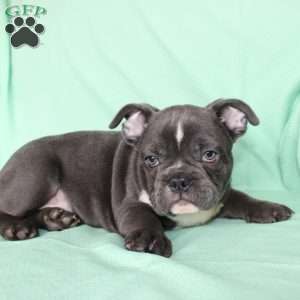 Roger, French Bulldog Puppy