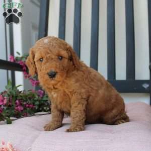 Robert, Mini Goldendoodle Puppy