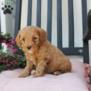 Ricky, Mini Goldendoodle Puppy