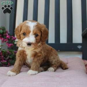 Rachel, Mini Goldendoodle Puppy