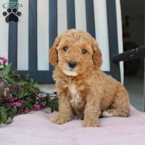 Rose, Mini Goldendoodle Puppy