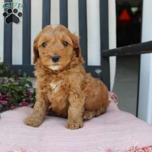 Rebecca, Mini Goldendoodle Puppy