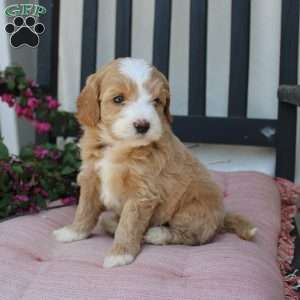 Renee, Mini Goldendoodle Puppy