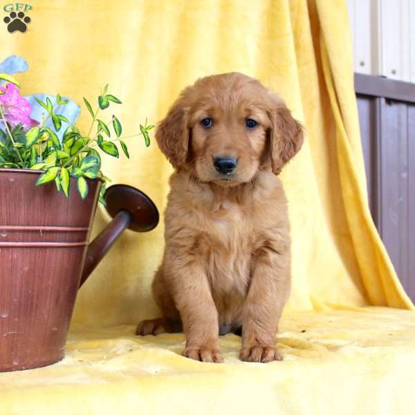 Dixon, Golden Retriever Puppy