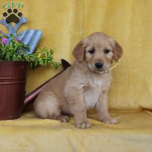 Dainty, Golden Retriever Puppy