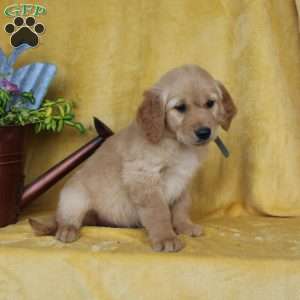 Dakota, Golden Retriever Puppy