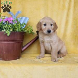 Dan, Golden Retriever Puppy