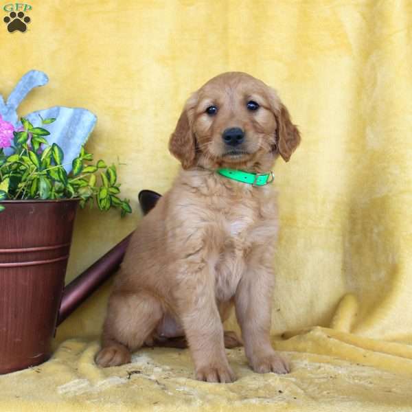Daphne, Golden Retriever Puppy