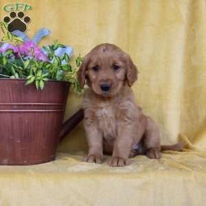 Davis, Golden Retriever Puppy