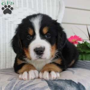 Reggie, Bernese Mountain Dog Puppy