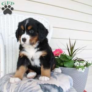 Rachel, Bernese Mountain Dog Puppy