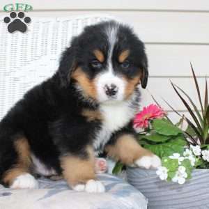 Robert, Bernese Mountain Dog Puppy