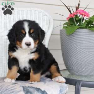 Rebecca, Bernese Mountain Dog Puppy