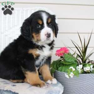 Rose, Bernese Mountain Dog Puppy