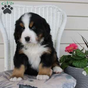 Rocky, Bernese Mountain Dog Puppy