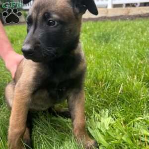 Sierra, Belgian Malinois Puppy