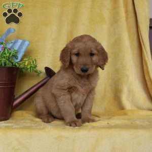 Dean, Golden Retriever Puppy