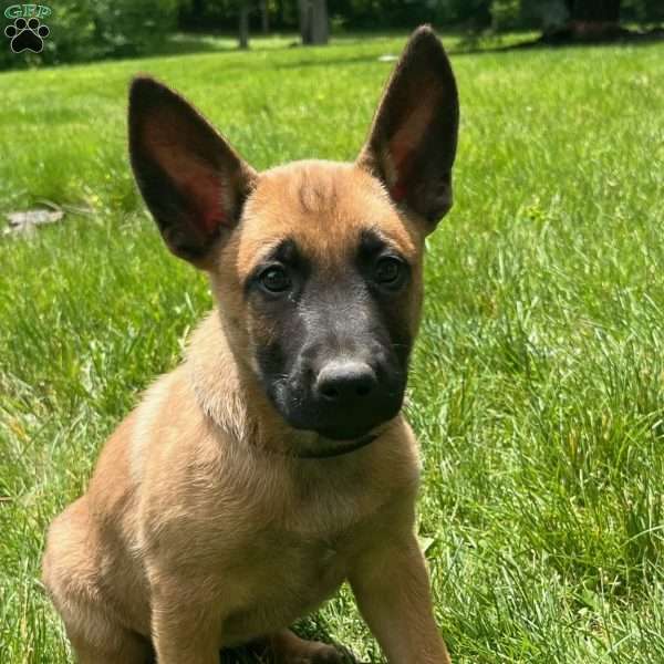 Kara, Belgian Malinois Puppy