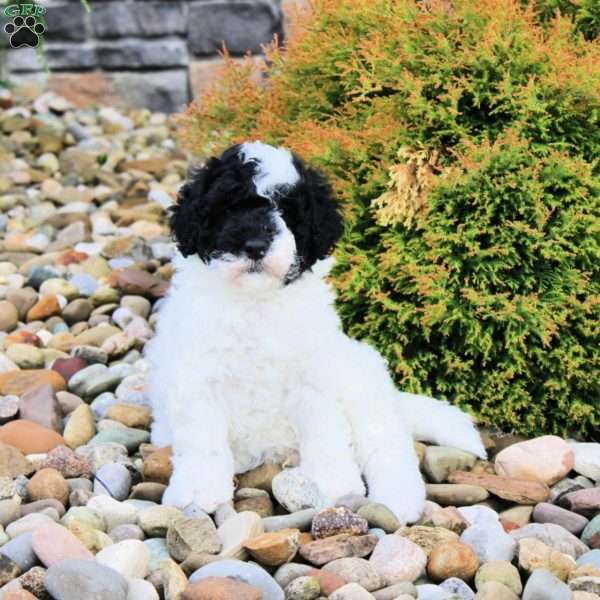 Bingo, Portuguese Water Dog Puppy