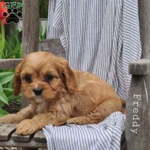 Freddy, Cavapoo Puppy