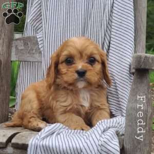 Freddy, Cavapoo Puppy