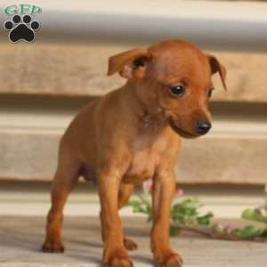 Javier, Miniature Pinscher Puppy