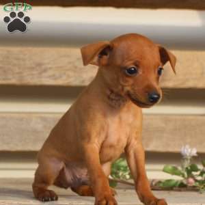 Javier, Miniature Pinscher Puppy