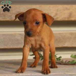 Javier, Miniature Pinscher Puppy