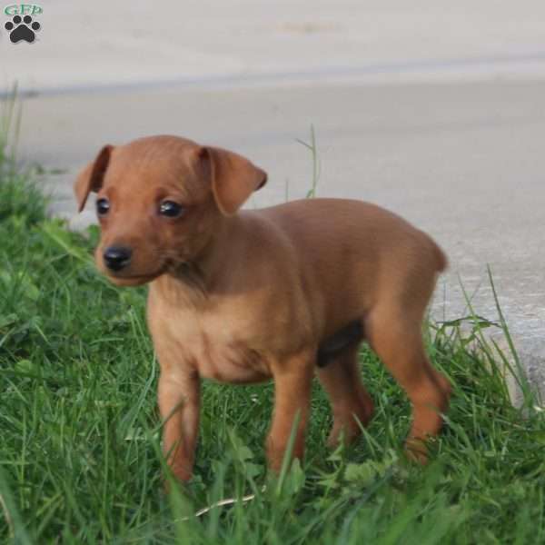 Javier, Miniature Pinscher Puppy