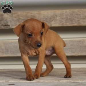 Javier, Miniature Pinscher Puppy