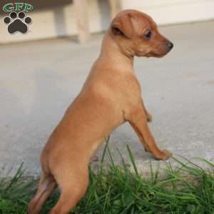 Javier, Miniature Pinscher Puppy